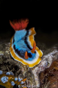 Chromodoris annae by Michal Štros 